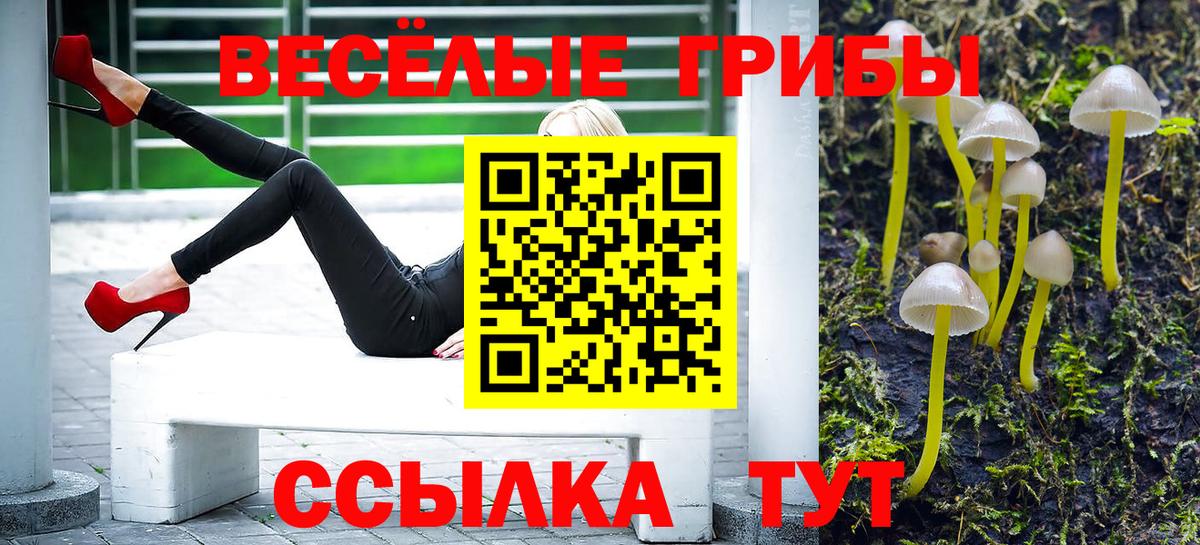 Димитровград  Галлюциногенные грибы Psilocybine cubensis  Вход с VPN 
